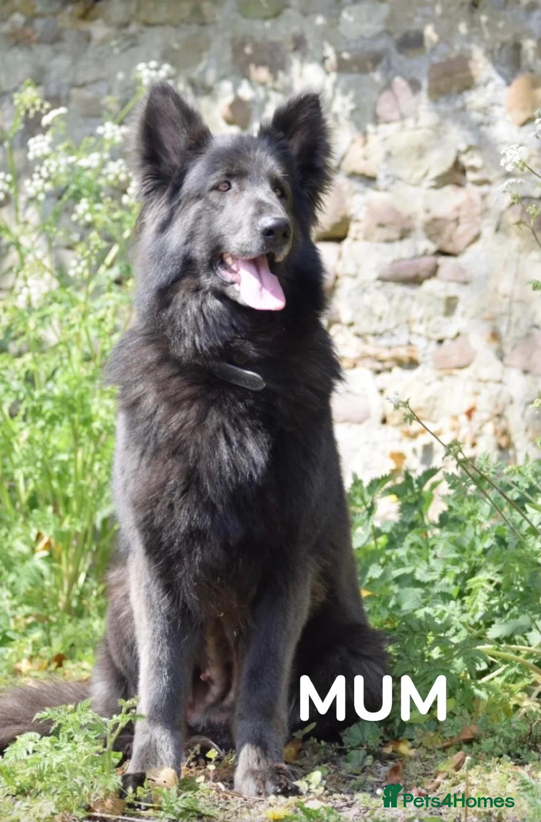 German Shepherd dogs for sale: *Stunning KC German Shepherds* - Advert 1
