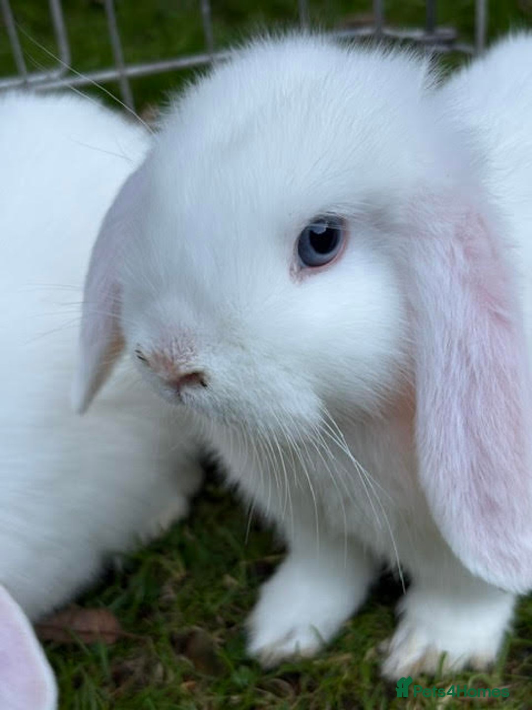 Mini Lop rabbits for sale: Mini Lop Male Twins Ready Now - Image 8