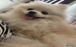 Pomeranian dogs for stud: Fendi - Image 3