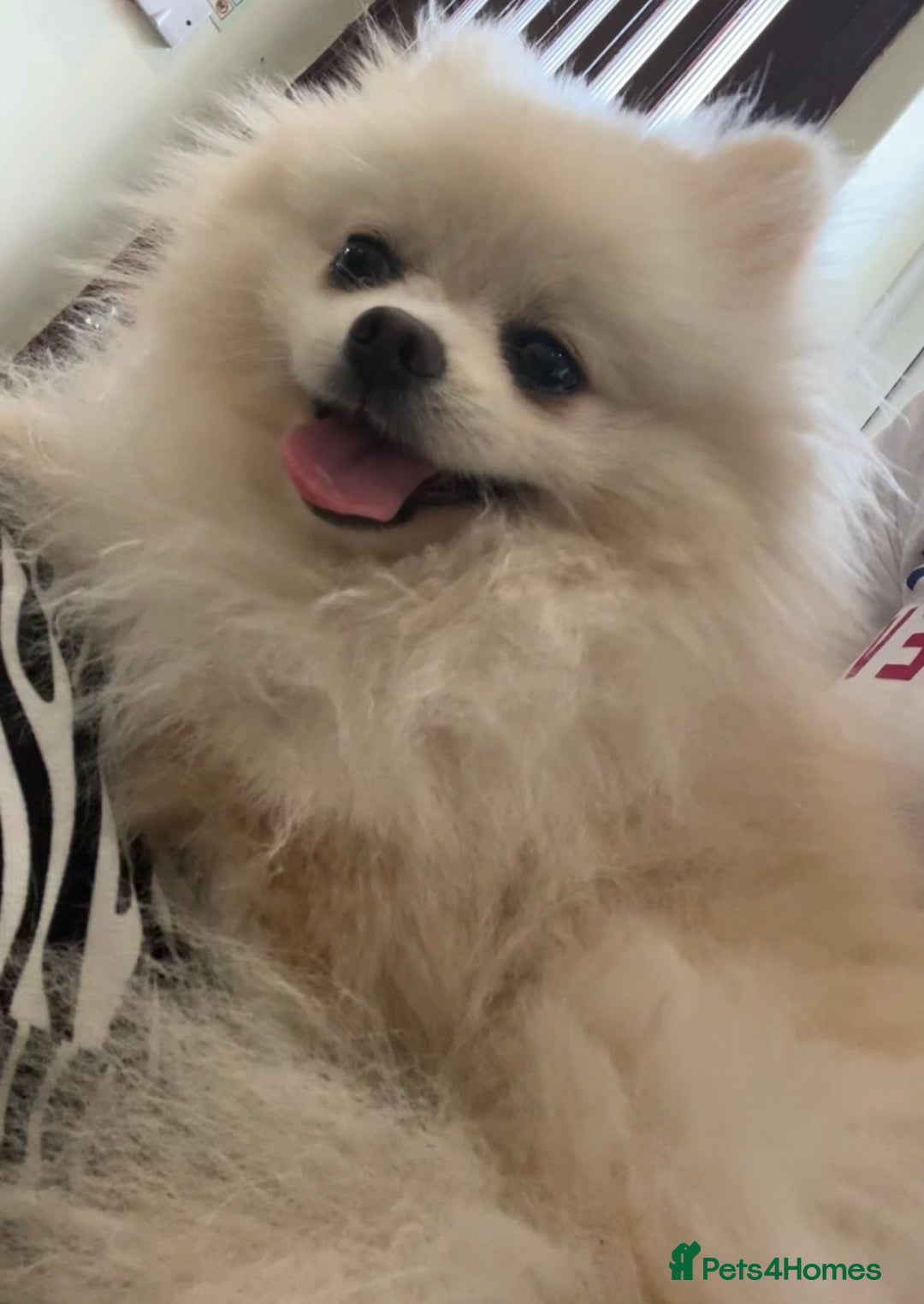 Pomeranian dogs for stud: Fendi - Image 3