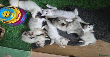 Ragdoll cats - Advert 8