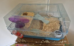 Hamster rodents for sale: rare black russian dwarf hampster - Image 3