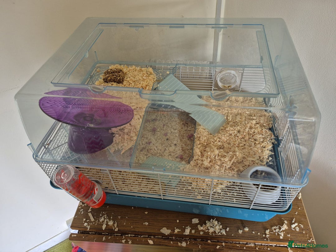 Hamster rodents for sale: rare black russian dwarf hampster - Image 3