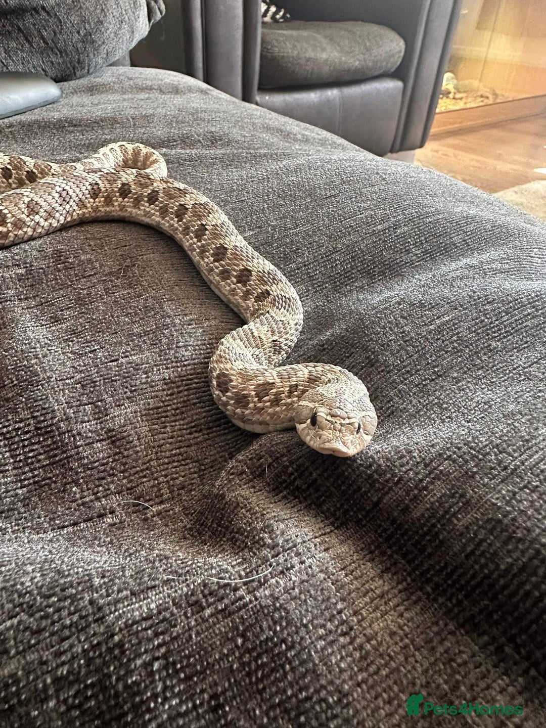 Snake reptiles for sale: Lavender Hognose Snake - Image 5