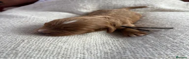 Cashew