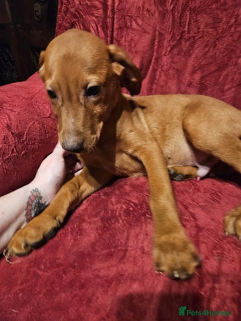 Labrador Retriever dogs REDUCED PRICE! READY NOW! - Advert 13