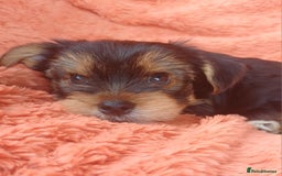 Yorkshire Terrier dogs for sale: Last boy available! - Image 5