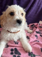 Cavachon dogs - Advert 2