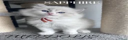 Ragdoll cats for sale: Tica registered ragdoll kittens  - Advert 7