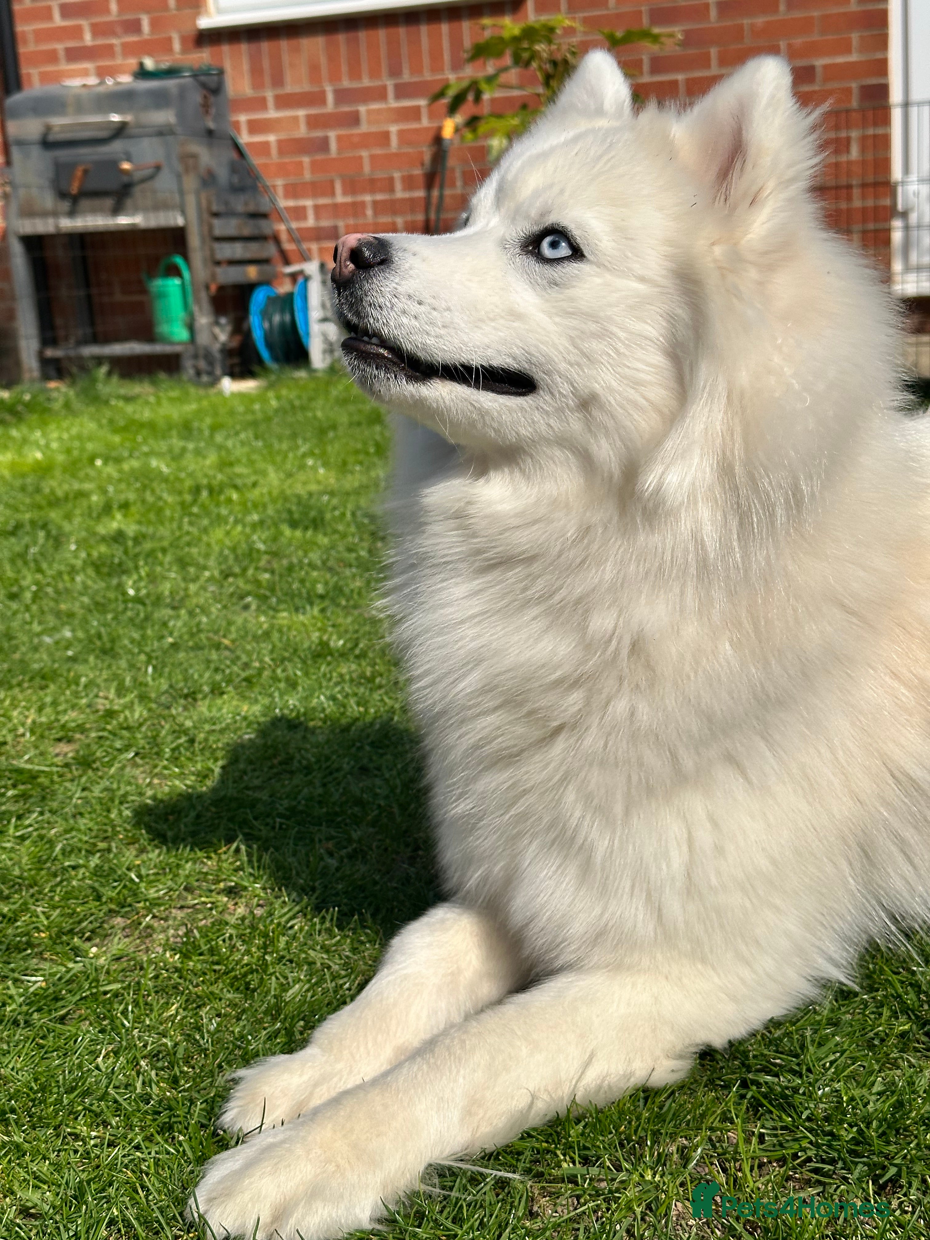 Pomsky dogs Stunning icy blue eyed F2 Pomsky stud proven  in Dunstable - Advert 1