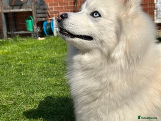 Pomsky dogs Stunning icy blue eyed F2 Pomsky stud proven in Dunstable - Advert 3