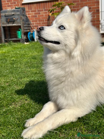 Pomsky dogs in Dunstable - Advert 1