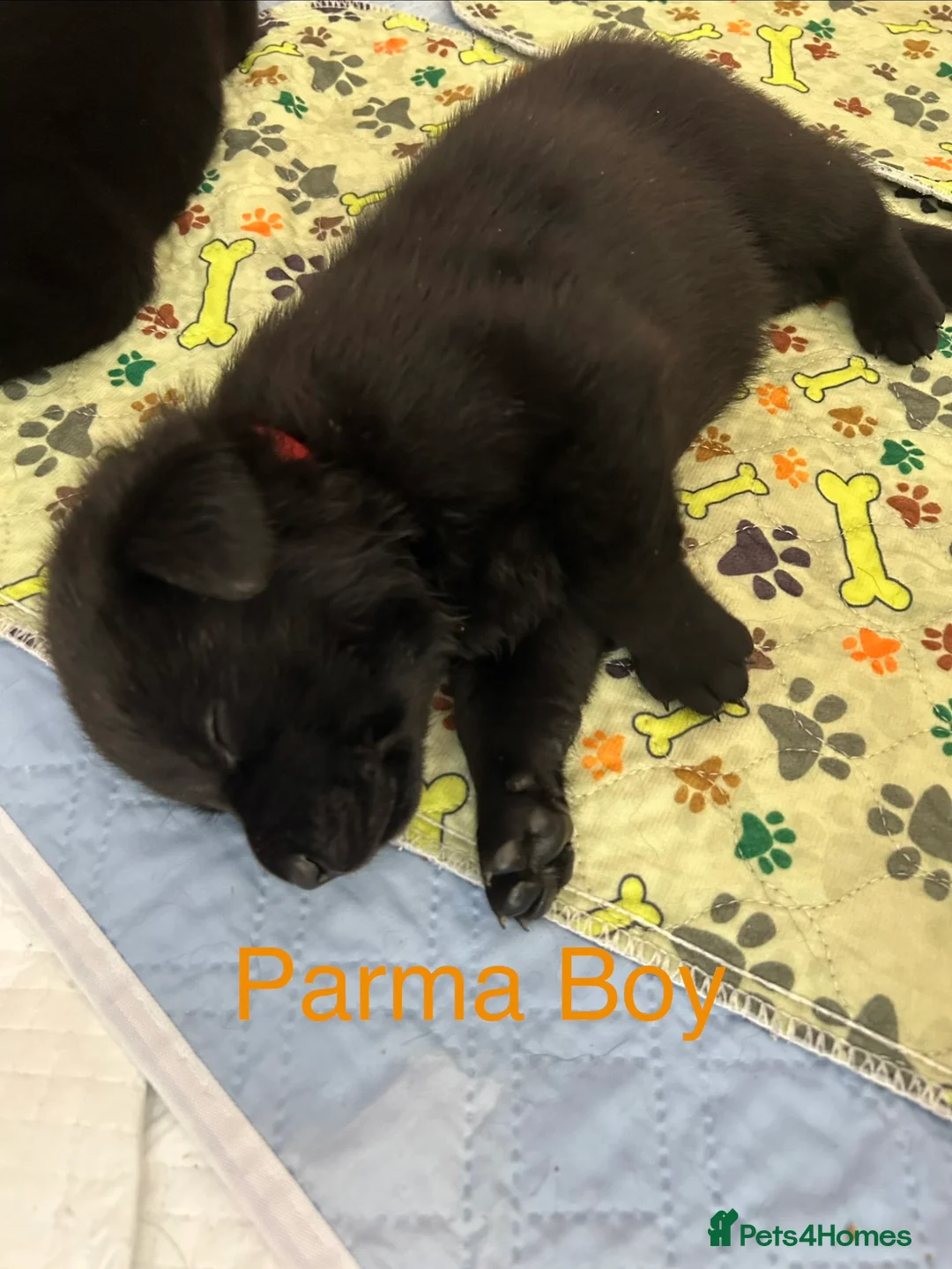 Mixed Breed dogs for sale: Gorgeous Rottweiler/Labrador pups - Advert 2