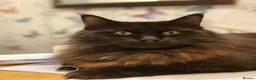 Maine Coon cats for sale: Male Maine Coon in Southport - Advert 10