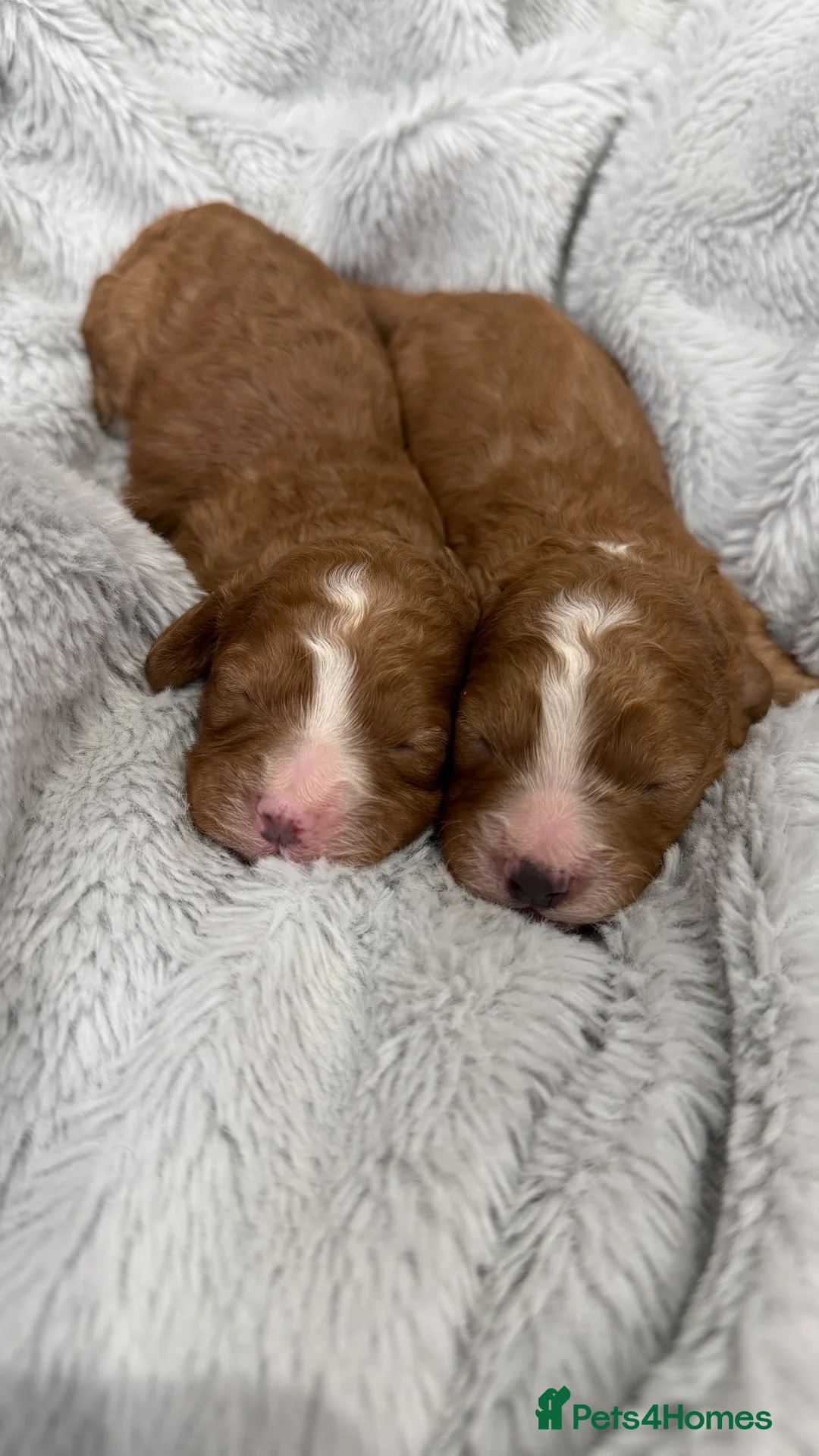 Cavapoo dogs for sale: Amazing quality Cavapoos  - Advert 1