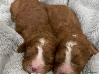 Cavapoo dogs Amazing quality Cavapoos - Advert 2