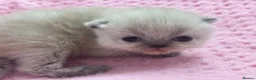 Exotic cats for sale: 3 beautiful quality exotic kittens - Advert 18