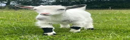 Goats livestock for sale: Pygmy goat kids available (pairs only )  - Advert 6
