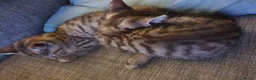Mixed Breed cats for sale: 3 little boys  - Advert 9