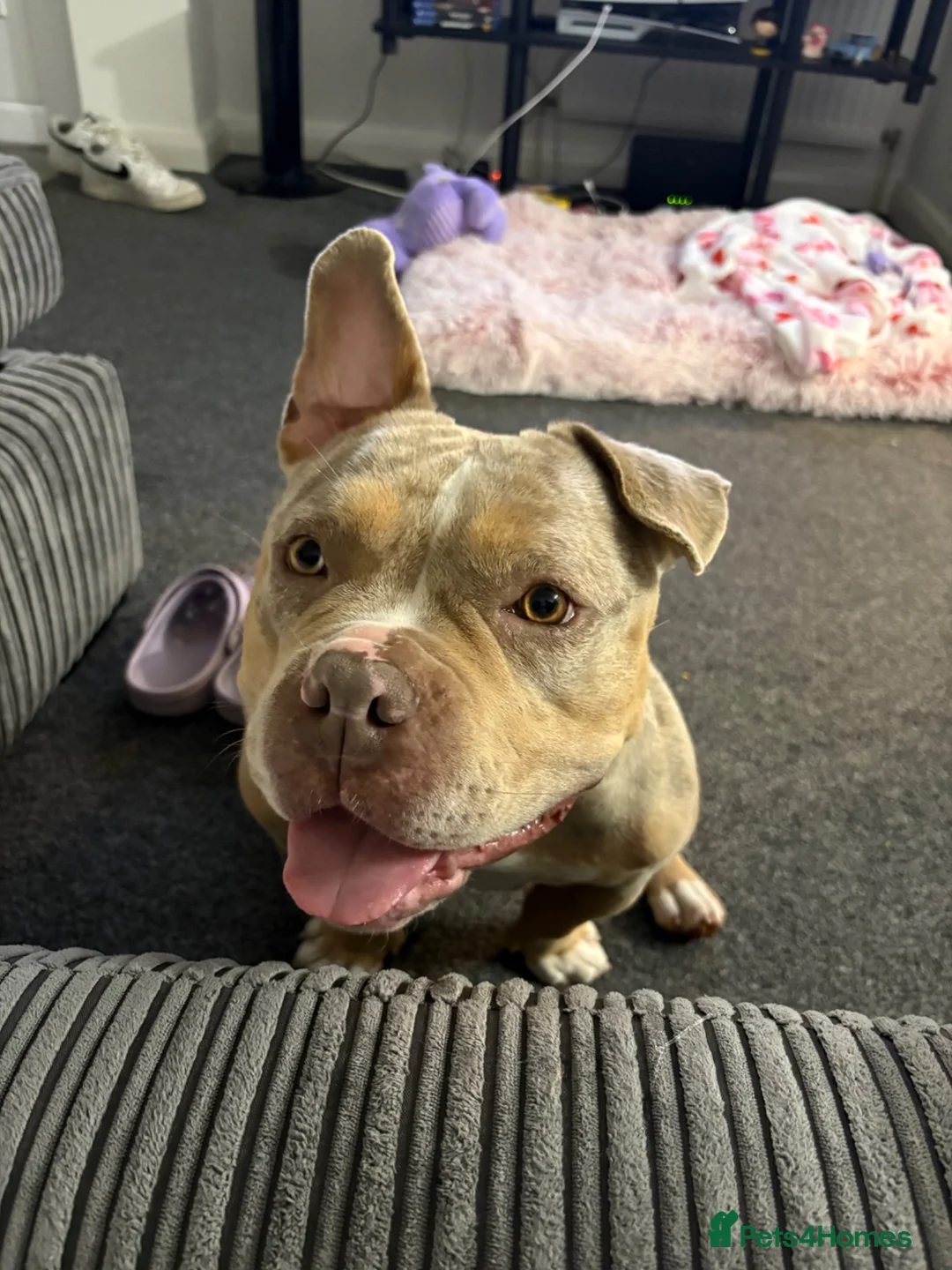American Bully dogs for sale: Pocket Bully looking for loving home - Advert 12
