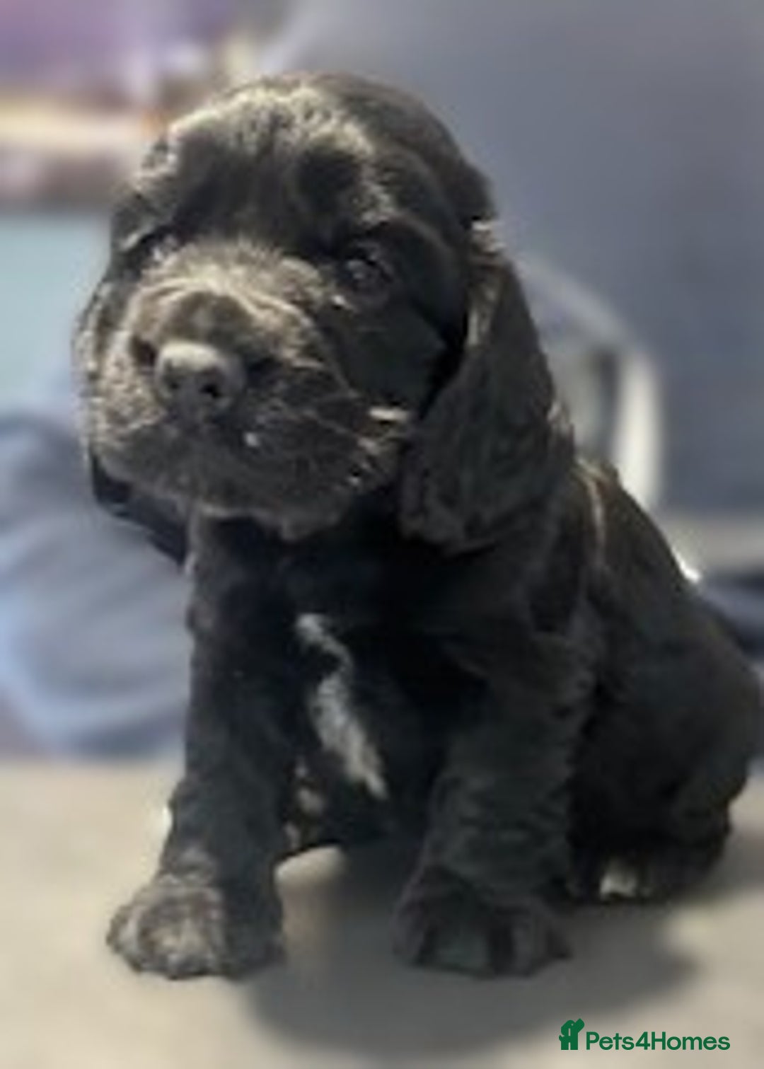 Cocker Spaniel dogs for sale: Show Type KC Cocker Spaniels, 5 star Breeder - Image 4