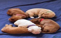 Cockapoo dogs for sale: F1 Cockapoo pups - Image 1
