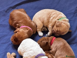 Cockapoo dogs - Advert 12