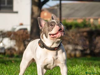 French Bulldog dogs Chunk Bright & Bubbly! in Leeds - Advert 24
