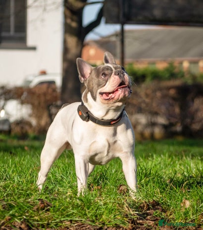 French Bulldog dogs for stud in Leeds - Advert 4