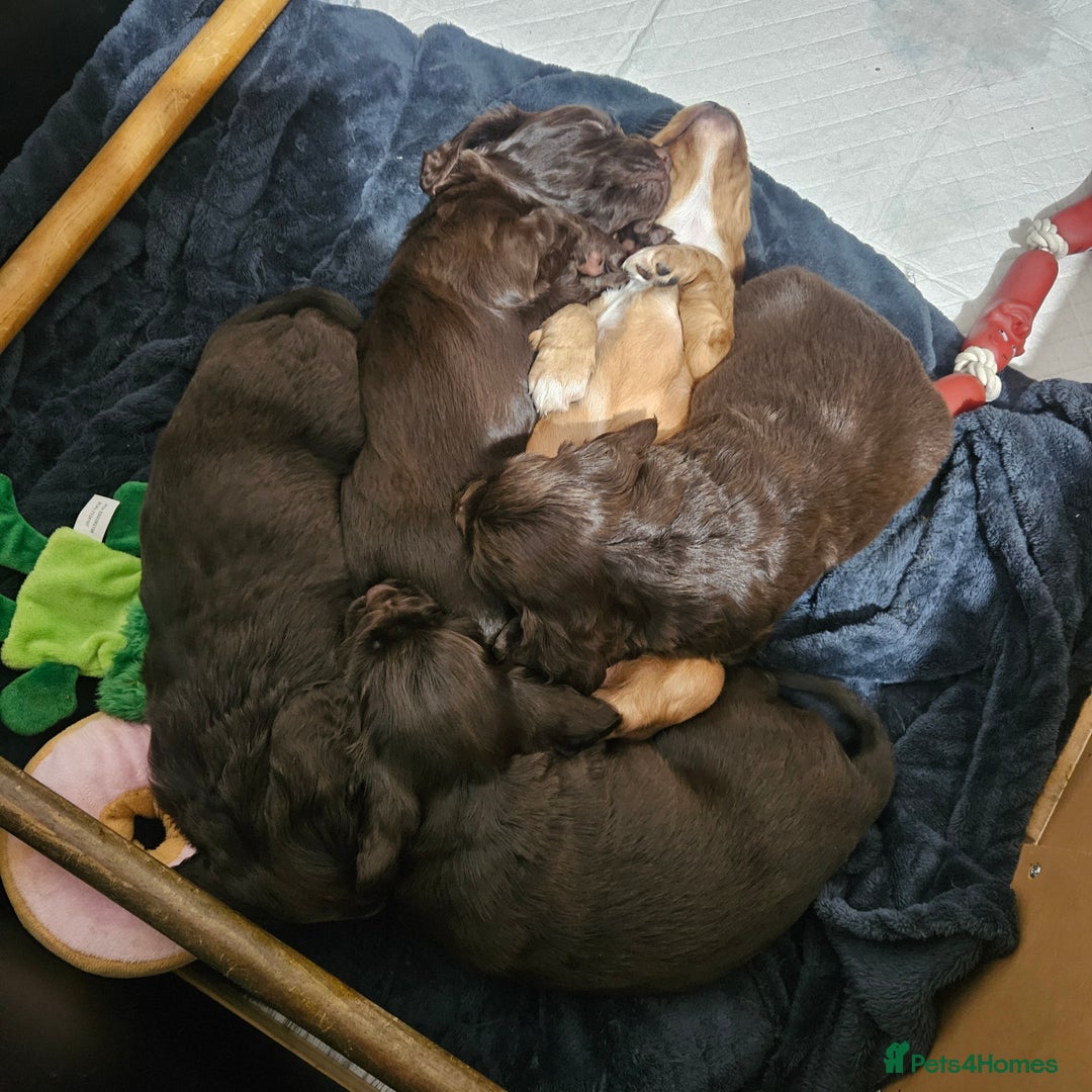 Cocker Spaniel dogs for sale: Cocker spaniel Puppies Males and females - Advert 6