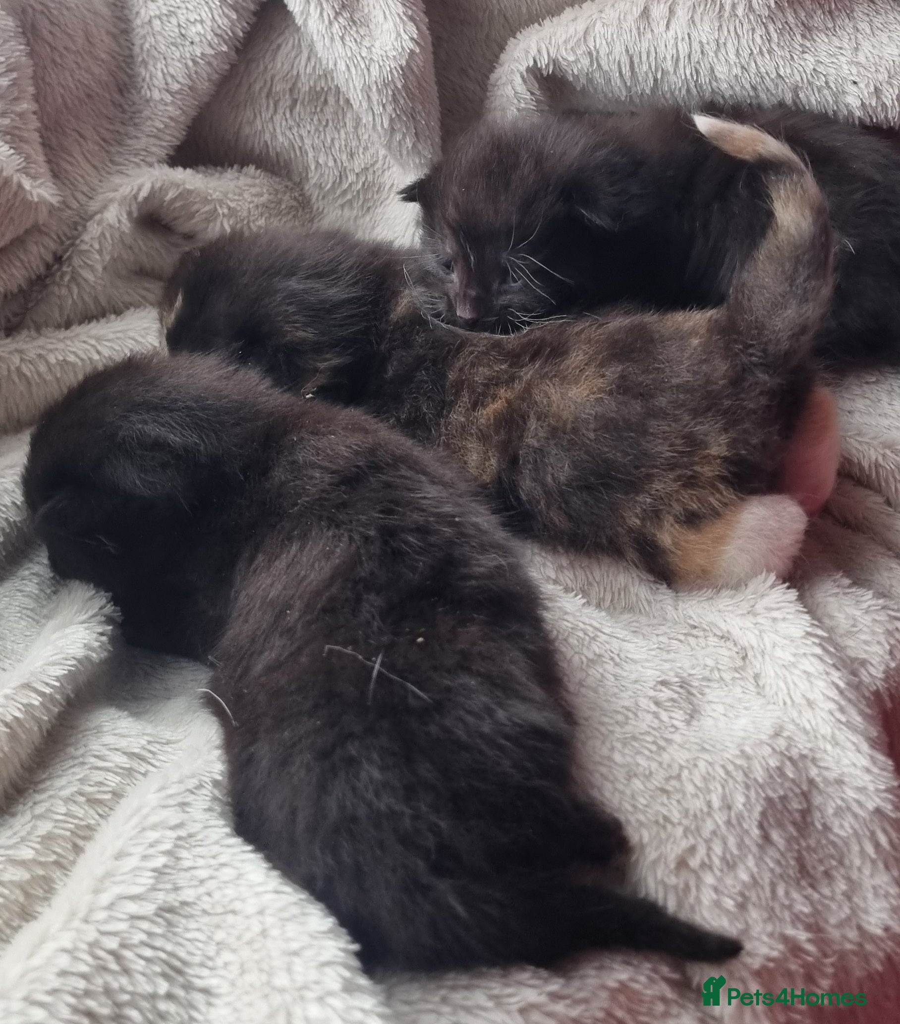 Mixed Breed cats Maine coon x kittens - Advert 13