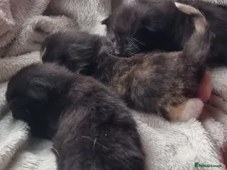 Mixed Breed cats Maine coon x kittens - Advert 13