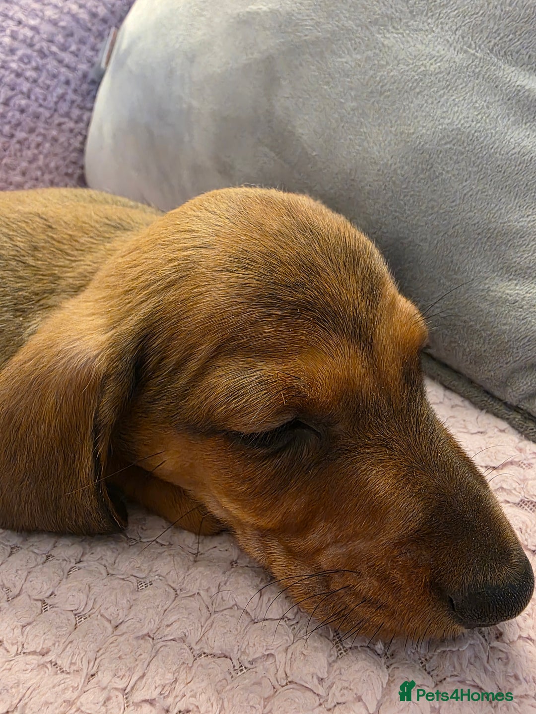 Miniature Dachshund dogs for sale: Miniture dashaunds  - Advert 7