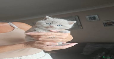 British Shorthair cats - Advert 14