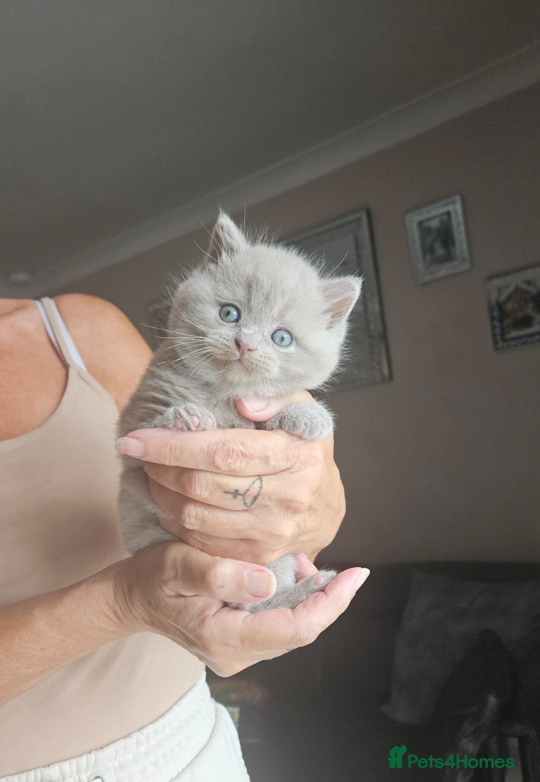 British Shorthair cats for sale: Female lilac fully health checked bsh - Image 3