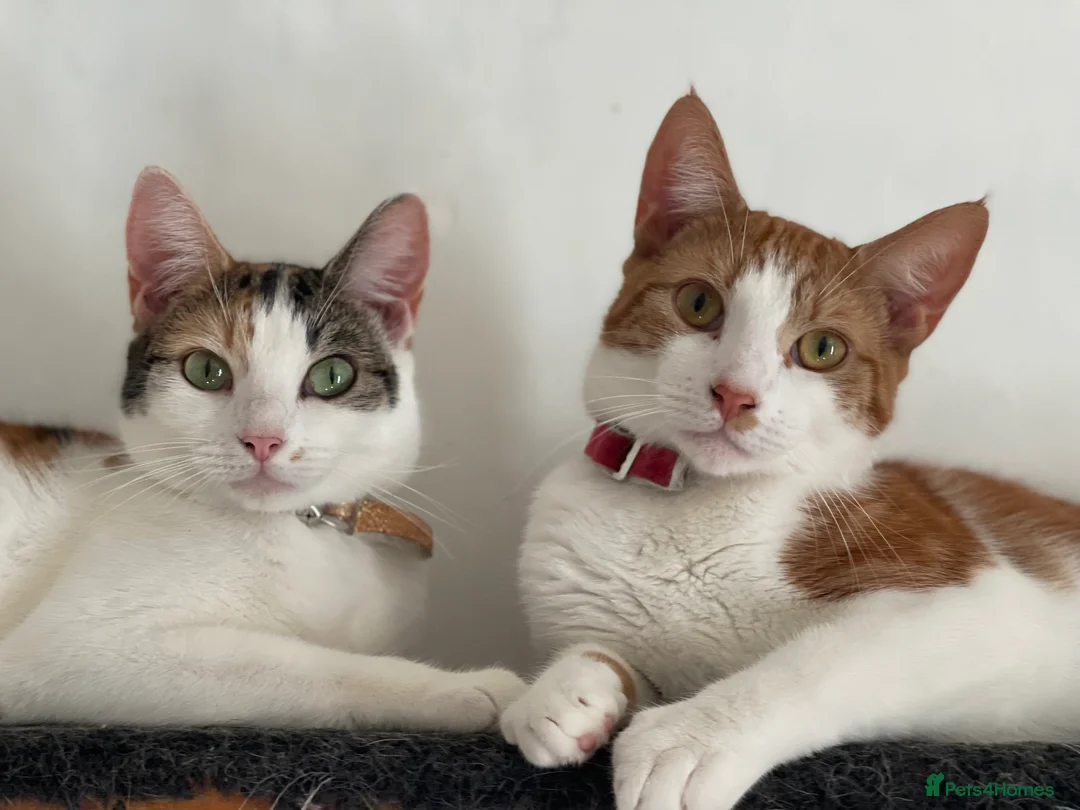 British Shorthair cats for sale: Adults cats  **  - Advert 3