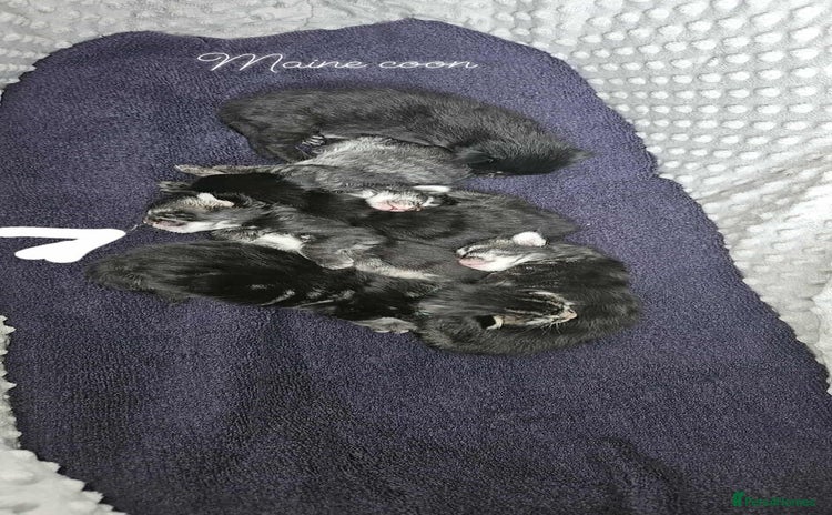 Maine Coon cats - Advert 1