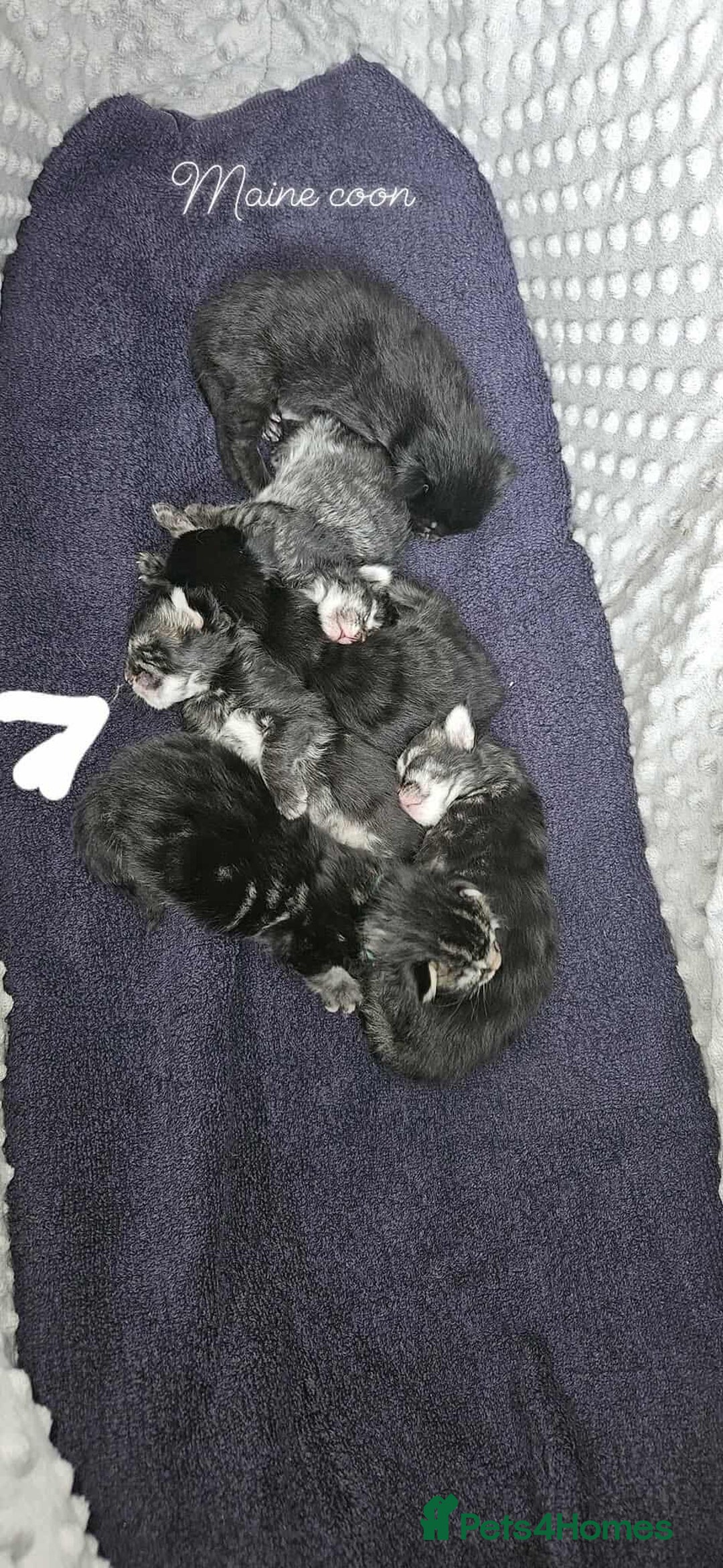 Maine Coon cats for sale: Maine coon kittens  - Image 1