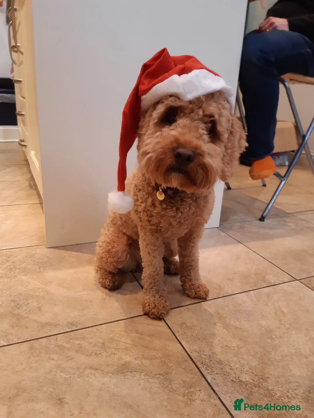 Cockapoo dogs for sale: Red cockapoo puppies expected - Advert 7