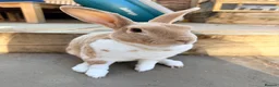 Rex rabbits for sale: Adult mini Rexes looking for new home  - Advert 2