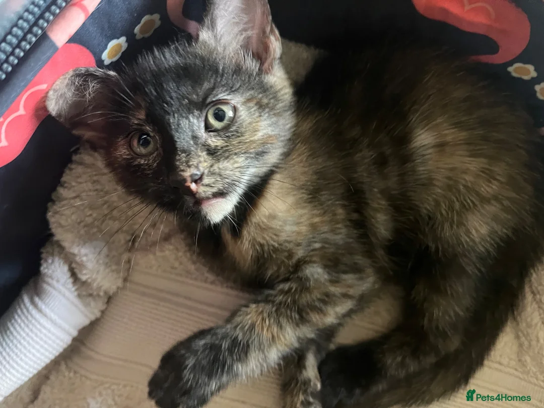 Mixed Breed cats for sale: Little Tortoishell Kitten  - Advert 1