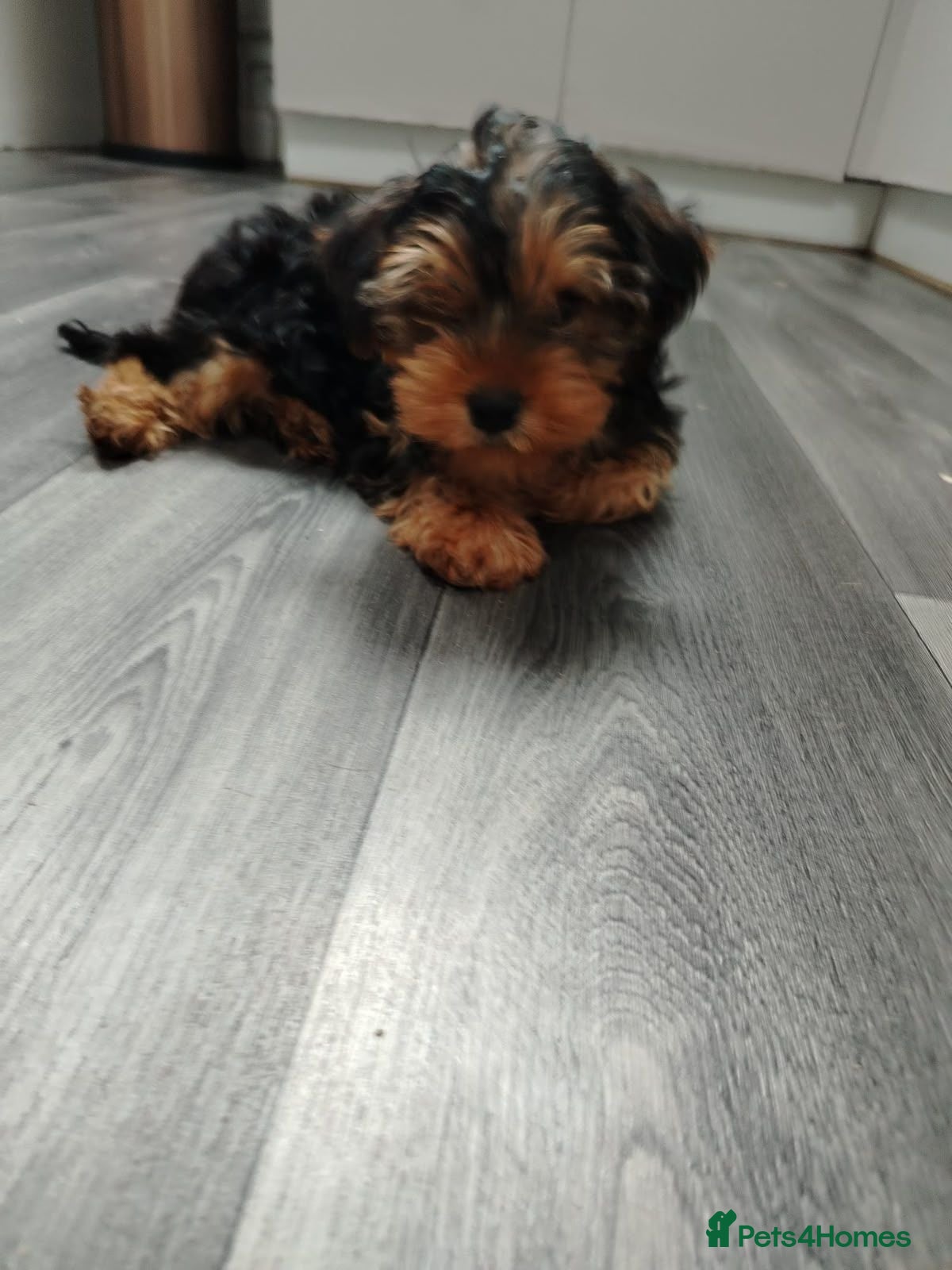 Yorkshire Terrier dogs Stunning Male Yorkshire Terrier - Advert 1