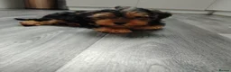 Yorkshire Terrier dogs for sale: Stunning Male Yorkshire Terrier in Blackpool - Advert 3