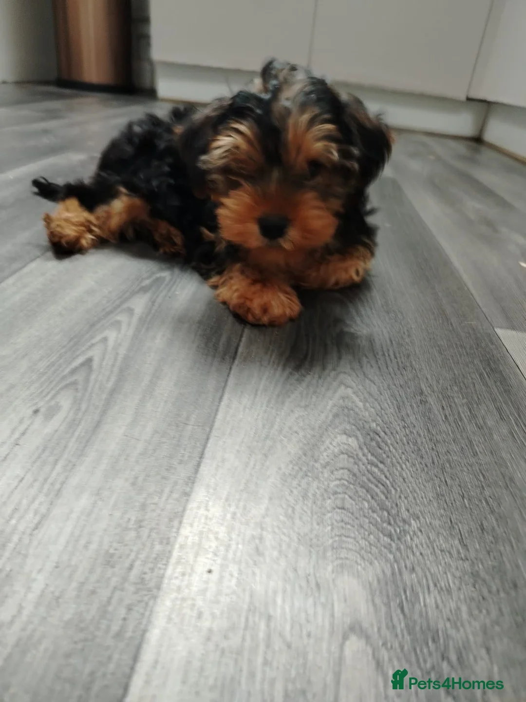 Yorkshire Terrier dogs for sale: Stunning Male Yorkshire Terrier in Blackpool - Advert 3
