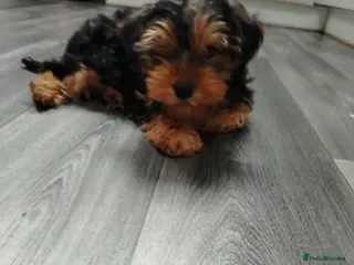 Yorkshire Terrier dogs Stunning Male Yorkshire Terrier - Advert 1
