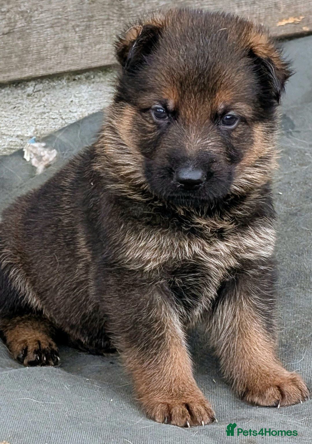 German Shepherd dogs K.C. reg GSD pups - Advert 1