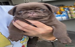Pug dogs for sale: Beautiful exotic KC registered Pug puppies - Image 6
