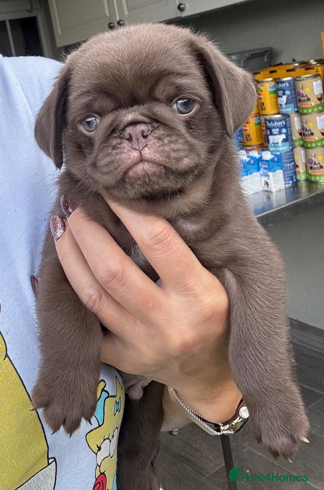 Pug dogs for sale: Beautiful exotic KC registered Pug puppies - Image 6