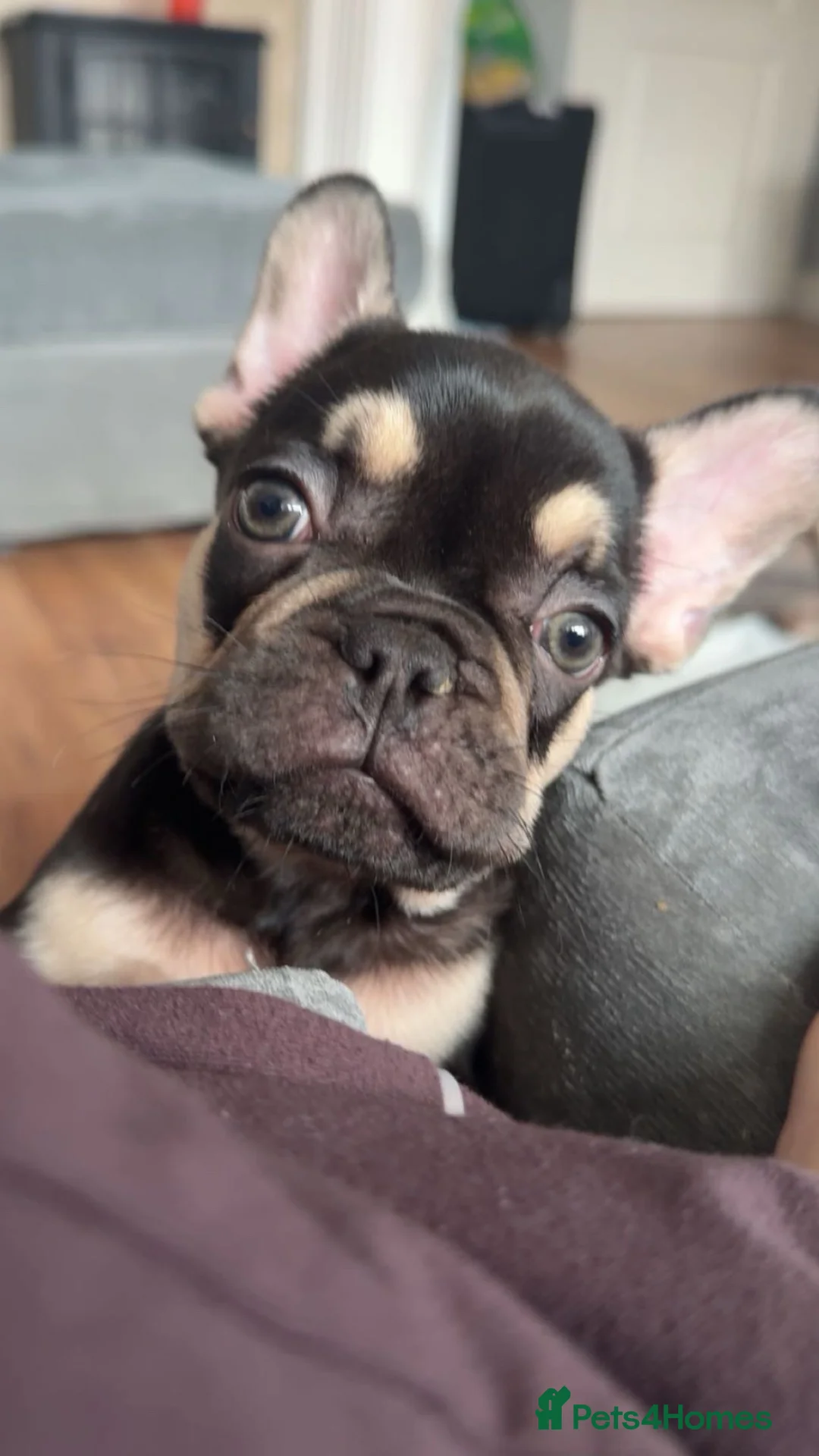 French Bulldog dogs for sale: One French bulldog puppy  in Walsall - Advert 2