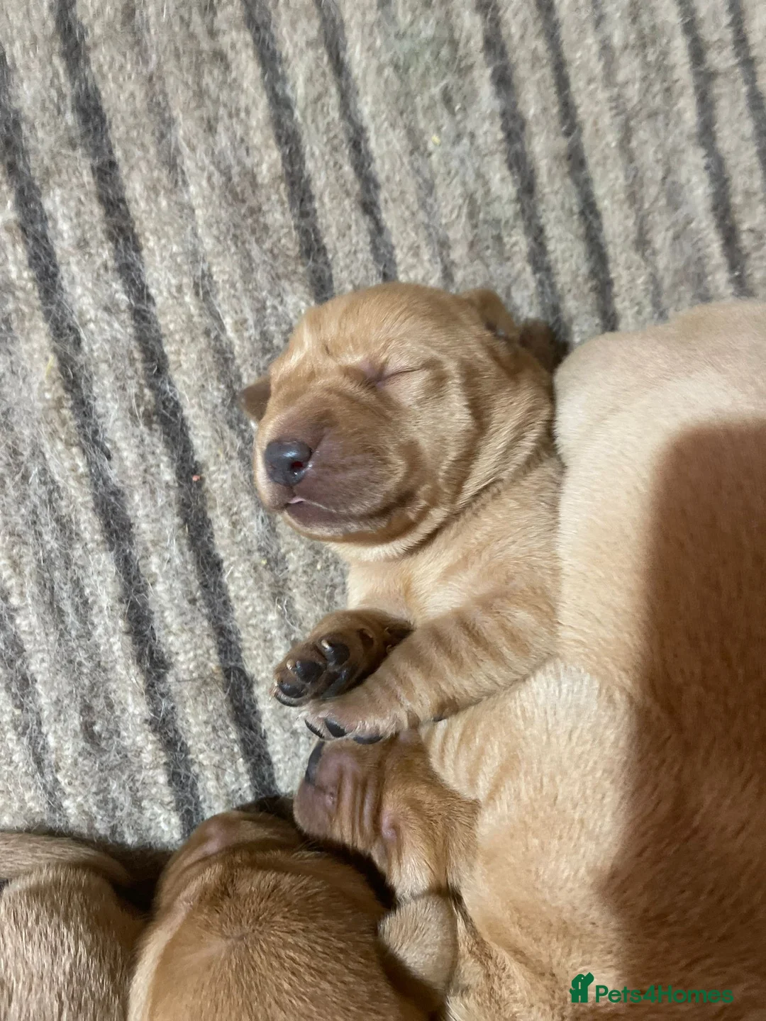 Labrador Retriever dogs for stud: PROVEN KC Health Tested Fox Red Labrador for Stud in Farnborough - Advert 14